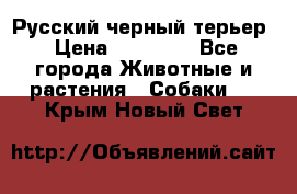 Русский черный терьер › Цена ­ 35 000 - Все города Животные и растения » Собаки   . Крым,Новый Свет